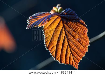 Purple leaf of a red-leafed nut-tree in bright sunlight