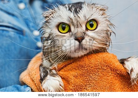 Scottish fold just washed cat with bright green eyes
