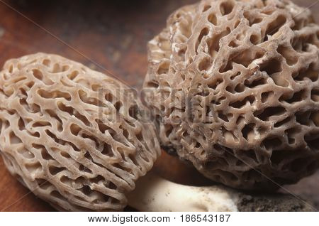 Morel fungus close up shot local focus