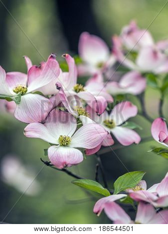 Cornus is a genus of woody plants in the family Cornaceae commonly known as dogwoods
