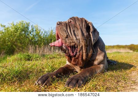 Neapolitan Mastiff On A Meadow
