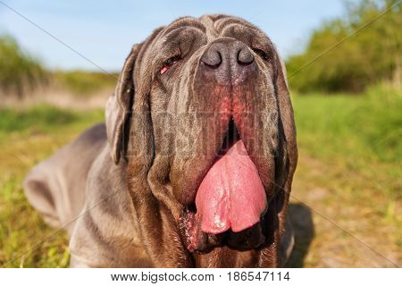Closeup Of An Neapolitan Mastiff