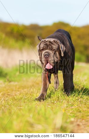 Neapolitan Mastiff On A Meadow