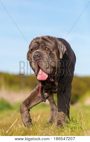 Neapolitan Mastiff On A Meadow