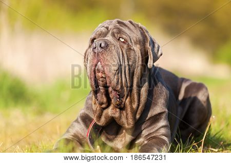 Neapolitan Mastiff On A Meadow