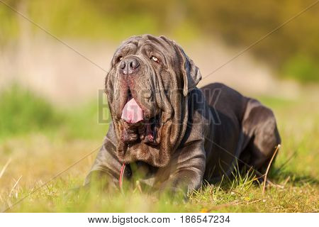 Neapolitan Mastiff On A Meadow