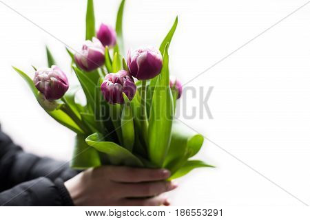 Man holding pink tulips. Gift card template, poster or greeting card - man holding bouquet of pink tulips for a woman. Mother's day, Valentine's day, Women's day concept. 8 of March gift. copy space
