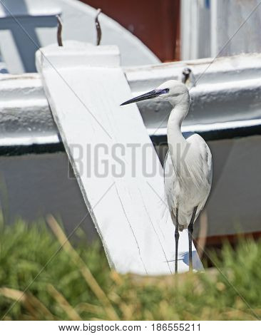 Little Egret Stood On Gang Plank Of Wooden Boat