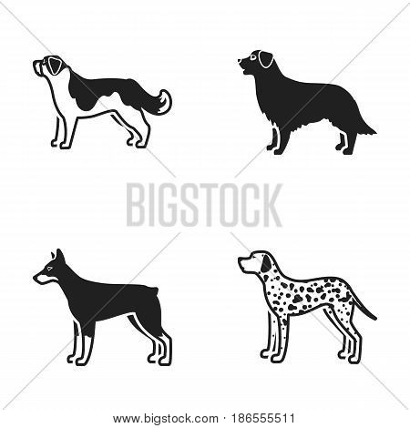 St. Bernard, retriever.doberman, labrador. Dog breeds set collection icons in black style vector symbol stock illustration .