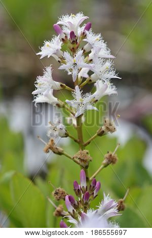 Bogbean