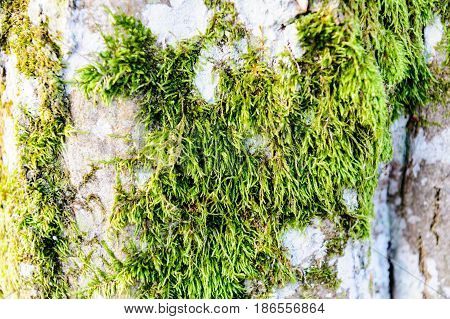 Green moss grown up cover the rough stones in the forrest. Show with macro view. Rocks full of the moss