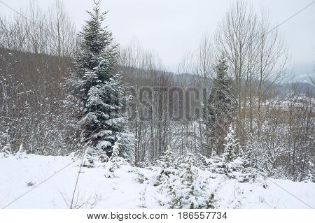 Winter near Mavrovo lake in Macedonian republic, fir trees
