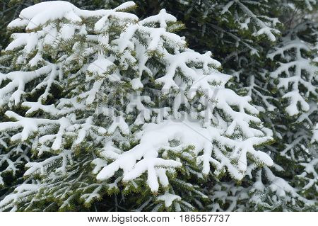 Fir tree covered by the snow, detail