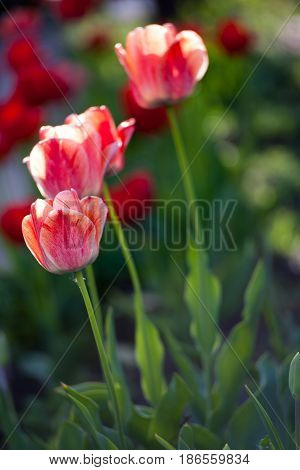 Flowers Tulips Are Red-yellow On A Background Of Green