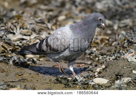A young fledgling feral pigeon in mud
