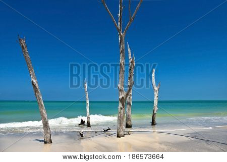 Beautiful Weathered Dead Trees