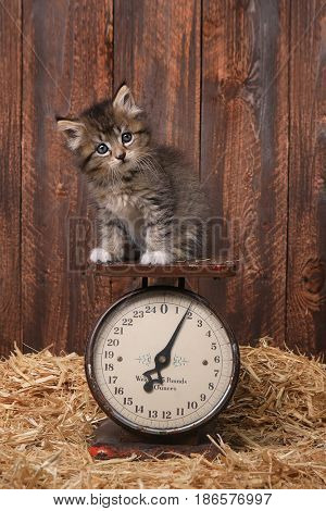 Cute Adorable Kitten on Antique Vintage Scale