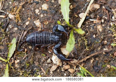 A black Euscorpius italicus scorpion a common scorpion in the Mediterranean region.