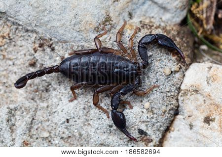 A black Euscorpius italicus scorpion a common scorpion in the Mediterranean region.