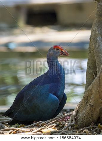 Image of pukeko bird on nature background. wild animals.