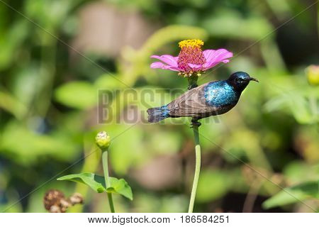 Image of a bird (purple sunbird). Wild Animals.