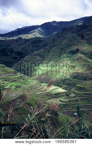 Rice is cultivated in the ancient rice terraces, carved into the mountains, near the city of Banaue, Ifugao Province, in the Philippines.
