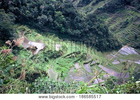 Rice is cultivated in the ancient rice terraces, carved into the mountains, near the city of Banaue, Ifugao Province, in the Philippines.