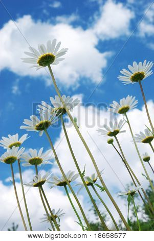 Daisywheels sobre fondo de cielo con nubes. Composición de la naturaleza.