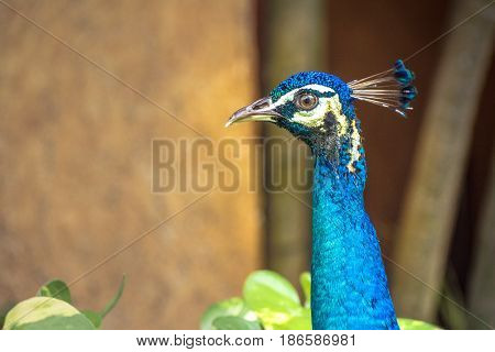 Peaflow Bird Photograph