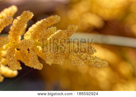 Flowers of a Chinese windmill palm (Trachycarpus fortune).
