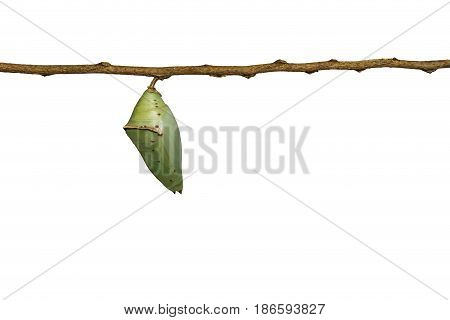 Isolated Chrysalis Of Common Archduke Buttterfly ( Lexias Pardalis Jadeitina )