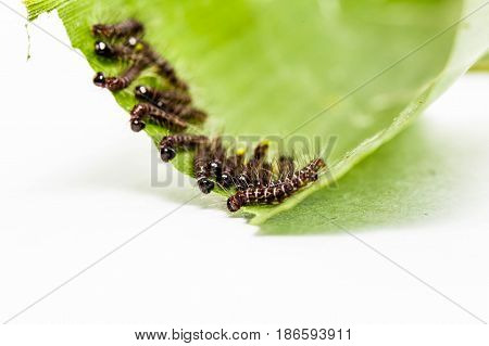 Black Caterpillar Of Common Duffer Butterfly ( Discophota Sondaica Boisduval )