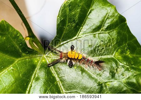 Brown Tussock Moth Olene Mendosa