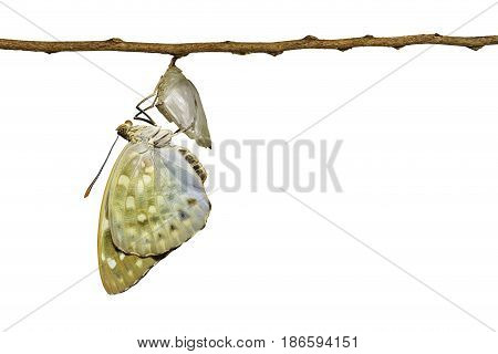 Isolated Common Archduke Buttterfly Emerged From Chrysalis ( Lexias Pardalis Jadeitina )
