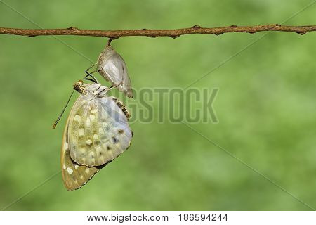 The Common Archduke Buttterfly Emerged  From Chrysalis ( Lexias Pardalis Jadeitina )