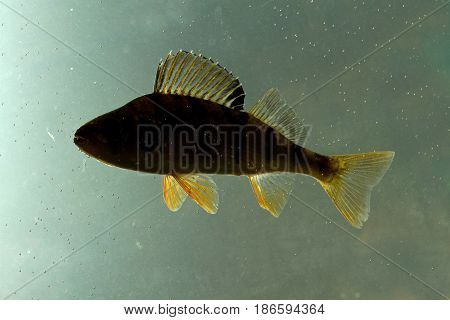 Shadow of European perch Perca fluviatilis fresh water fish