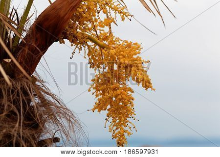 Flowers of a Chinese windmill palm (Trachycarpus fortune).