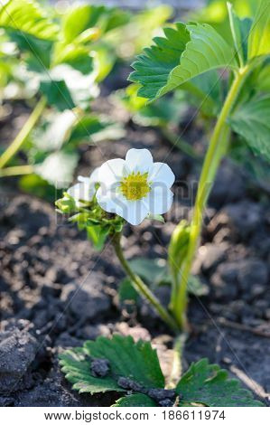 Green strawberry leaves with flowers and buds grow in the garden in the spring. Seedling. Flowering plants in the ground. Selective focus.