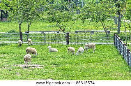 Sheep is grazed on a farm in the countryside, this animal is a beautiful fur that keeps warmth of the human body