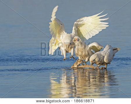 Two Little Corellas (Cacatua sanguinea) drinking while a third bird approaches the drinking spot at Herdsman Lake in Perth, Western Australia. With copy space.