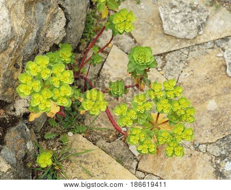 Euphorbia Helioscopia plant in the full blossom