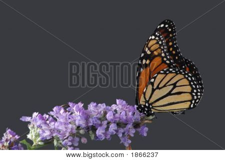 motyl na kwiat