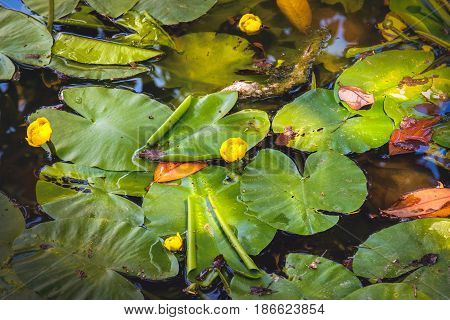 aquatic plant texture waterlily marshy background pond