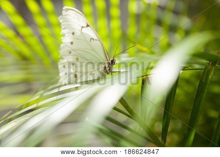 Closeup of beautiful white butterfly sitting on a tropical leaf.