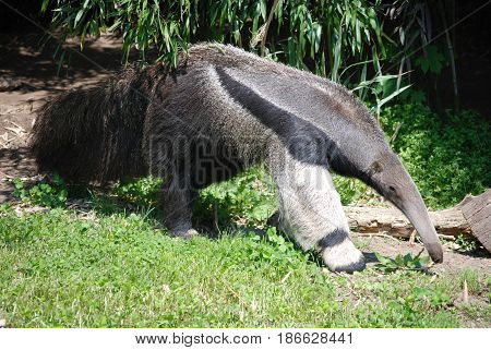 Anteater nosing around for some ants ambling along.