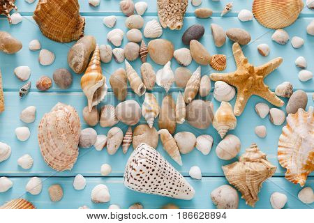 Seashells flat lay pattern on blue wood, sea vacation collection background on wooden planks, top view