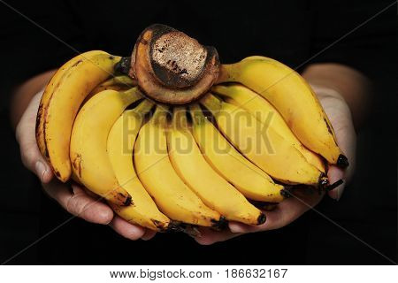 Ready Thai traditional fruit servedRipe Lady finger bananaSlim yellow bunch of bananascall Kluai Leb Mu Nang in Thai.