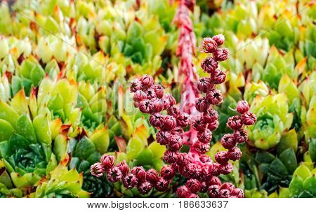 Small red flowers with green leaves with red and yellow peaks