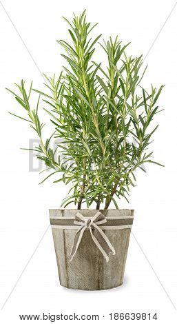 Rosemary In Vase