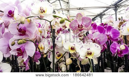 Colorful moth orchids in flower. Phal or Phalaenopsis orchids up close.